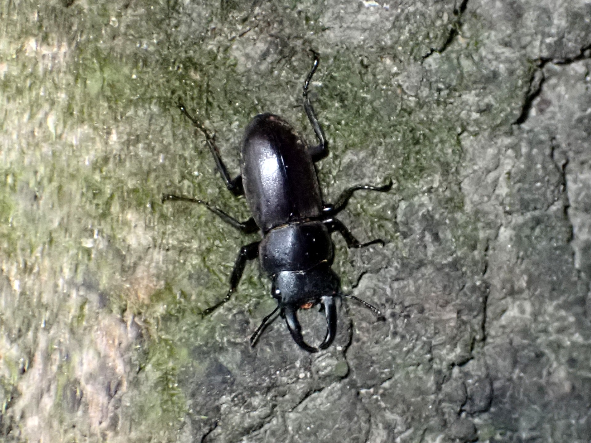 コクワガタの高画質写真です。横浜市で、2024年7月24日に撮影したものです。