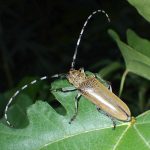 クワカミキリの高画質写真です。横浜市で、2024年7月23日に撮影したものです。