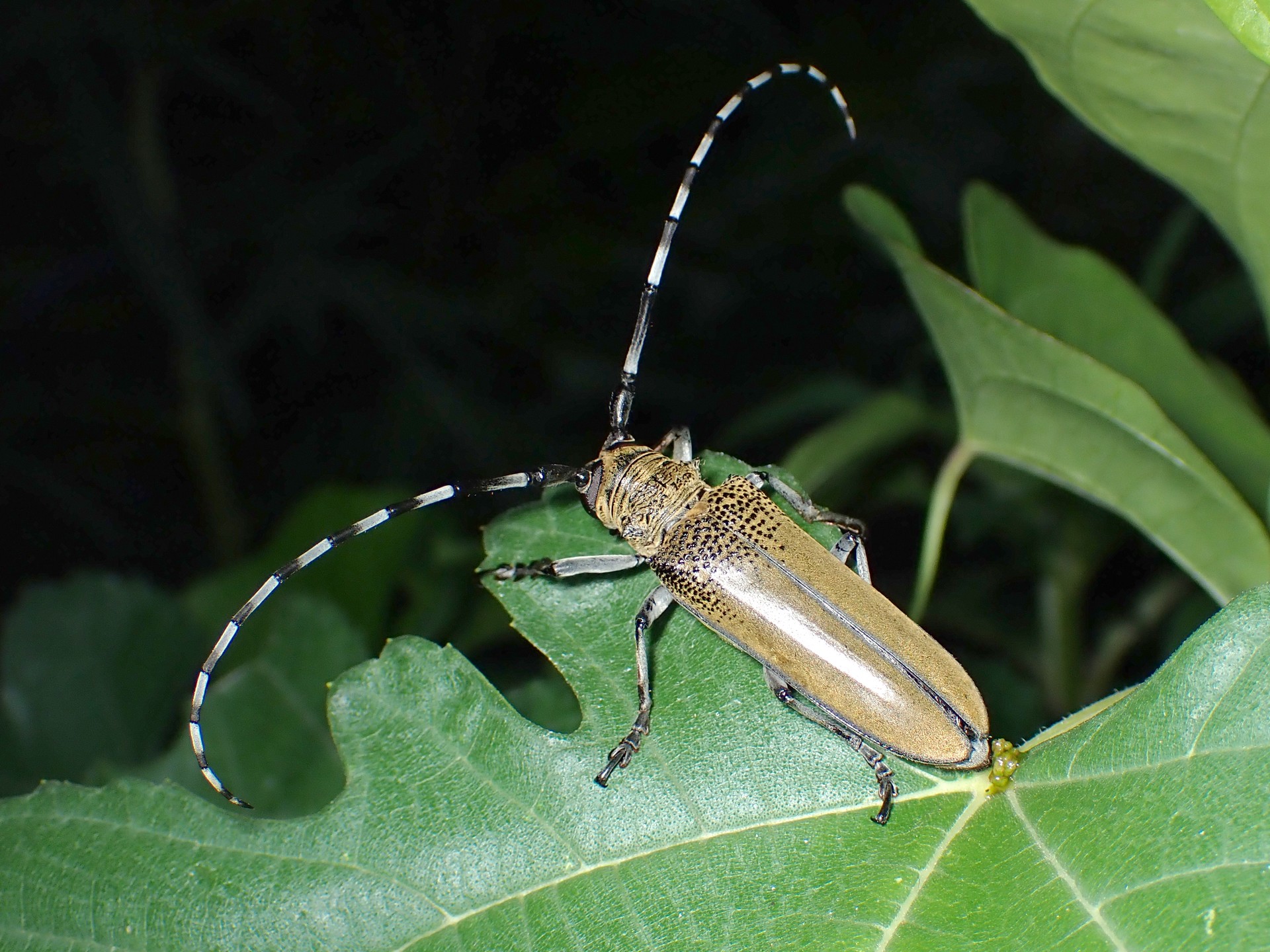 クワカミキリの高画質写真です。横浜市で、2024年7月23日に撮影したものです。