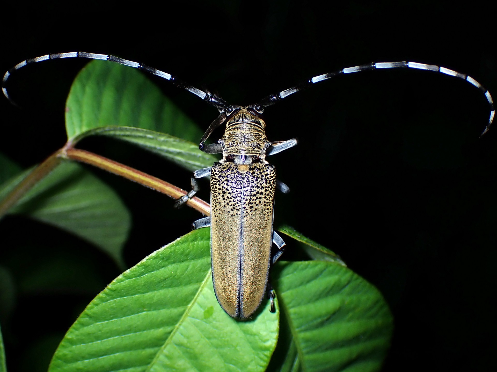 クワカミキリの高画質写真です。横浜市で、2024年7月23日に撮影したものです。