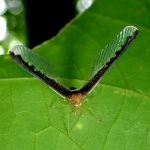 マエグロハネナガウンカ の高画質写真です。横浜市で、2024年7月15日に撮影したものです。