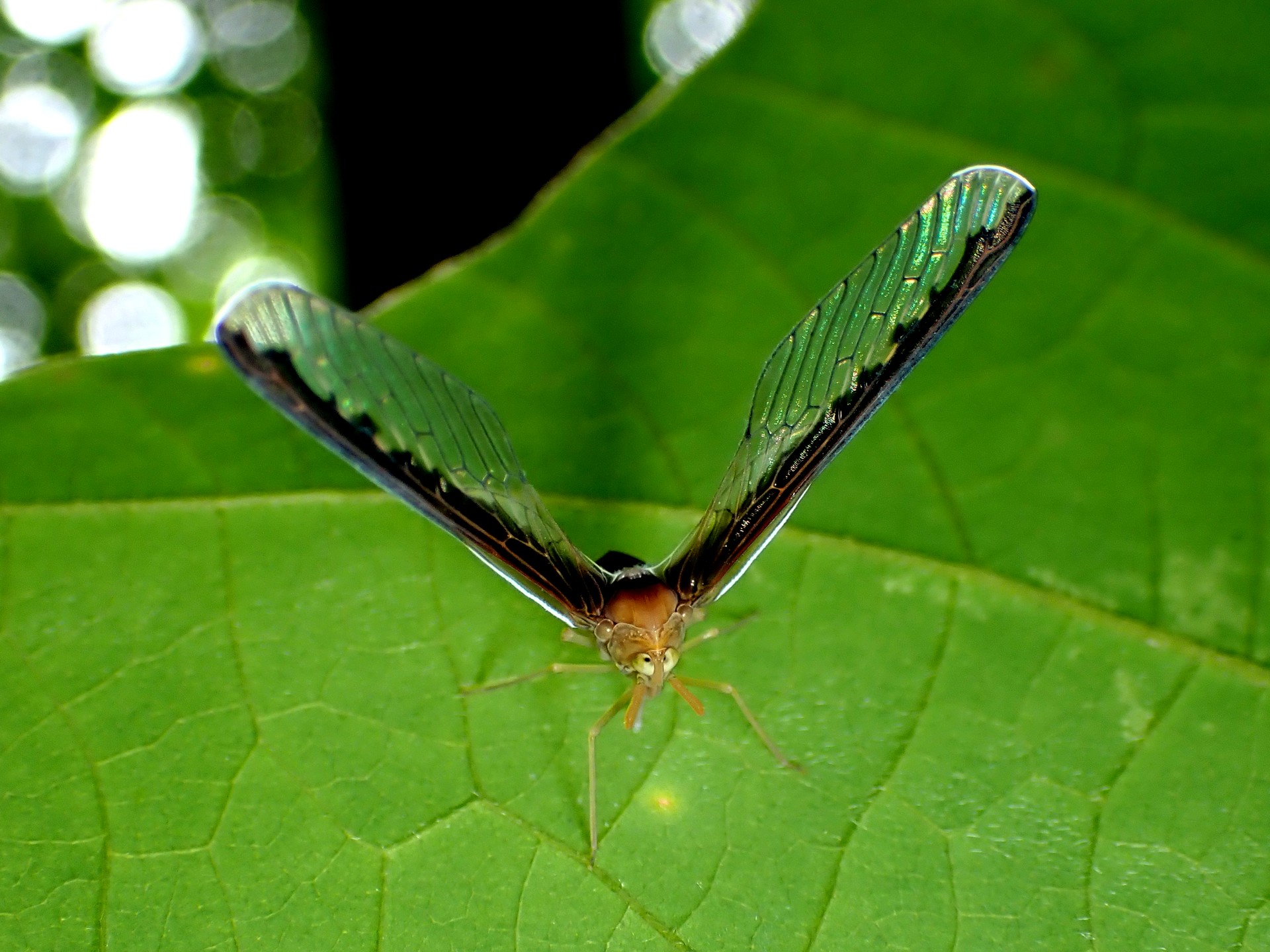 マエグロハネナガウンカ の高画質写真です。横浜市で、2024年7月15日に撮影したものです。