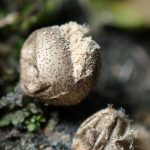 マメホコリの仲間の高画質写真です。横浜市で、2024年7月10日に撮影したものです。