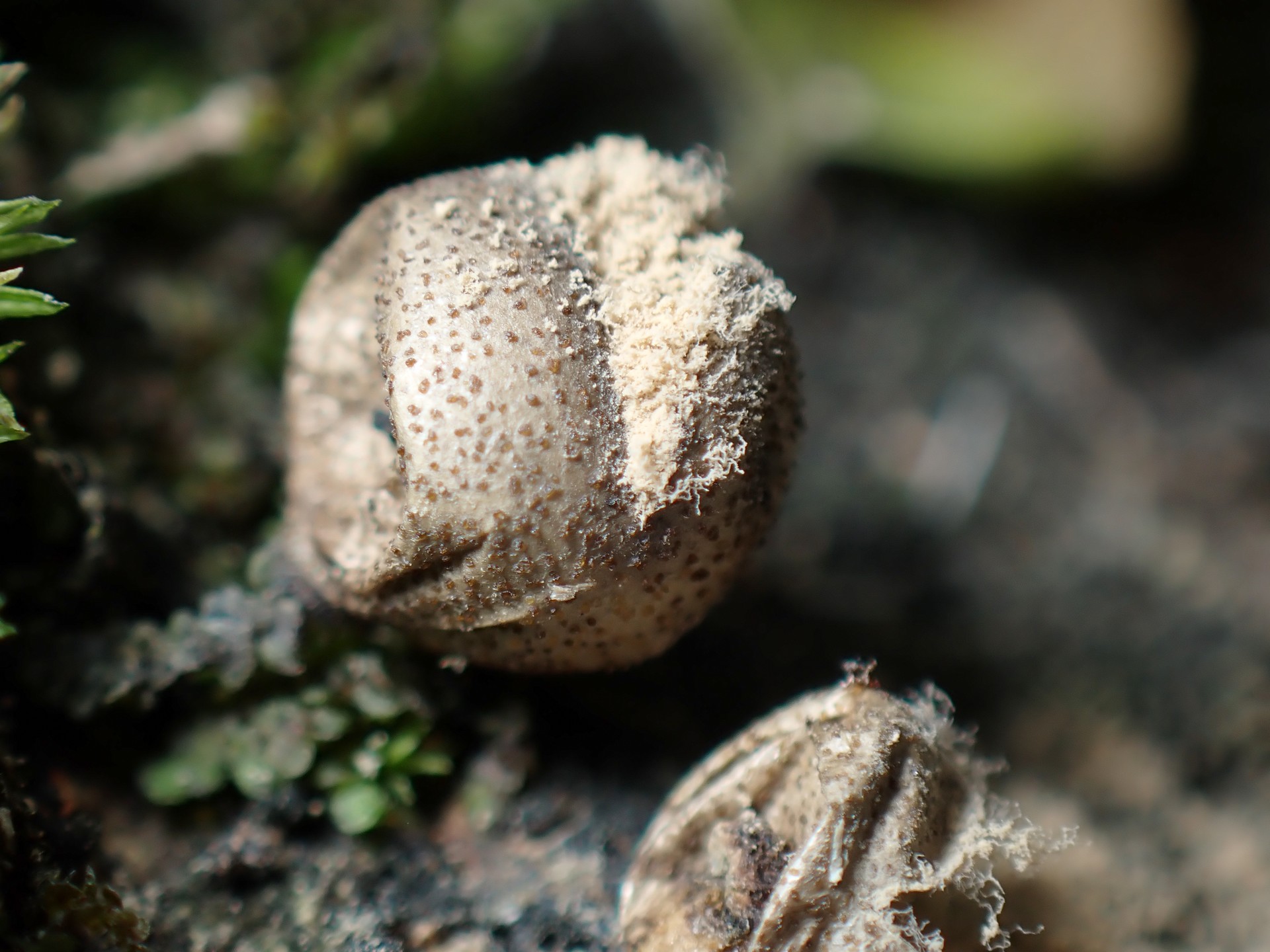 マメホコリの仲間の高画質写真です。横浜市で、2024年7月10日に撮影したものです。