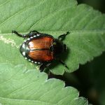 マメコガネ の高画質写真です。横浜市で、2024年7月31日に撮影したものです。