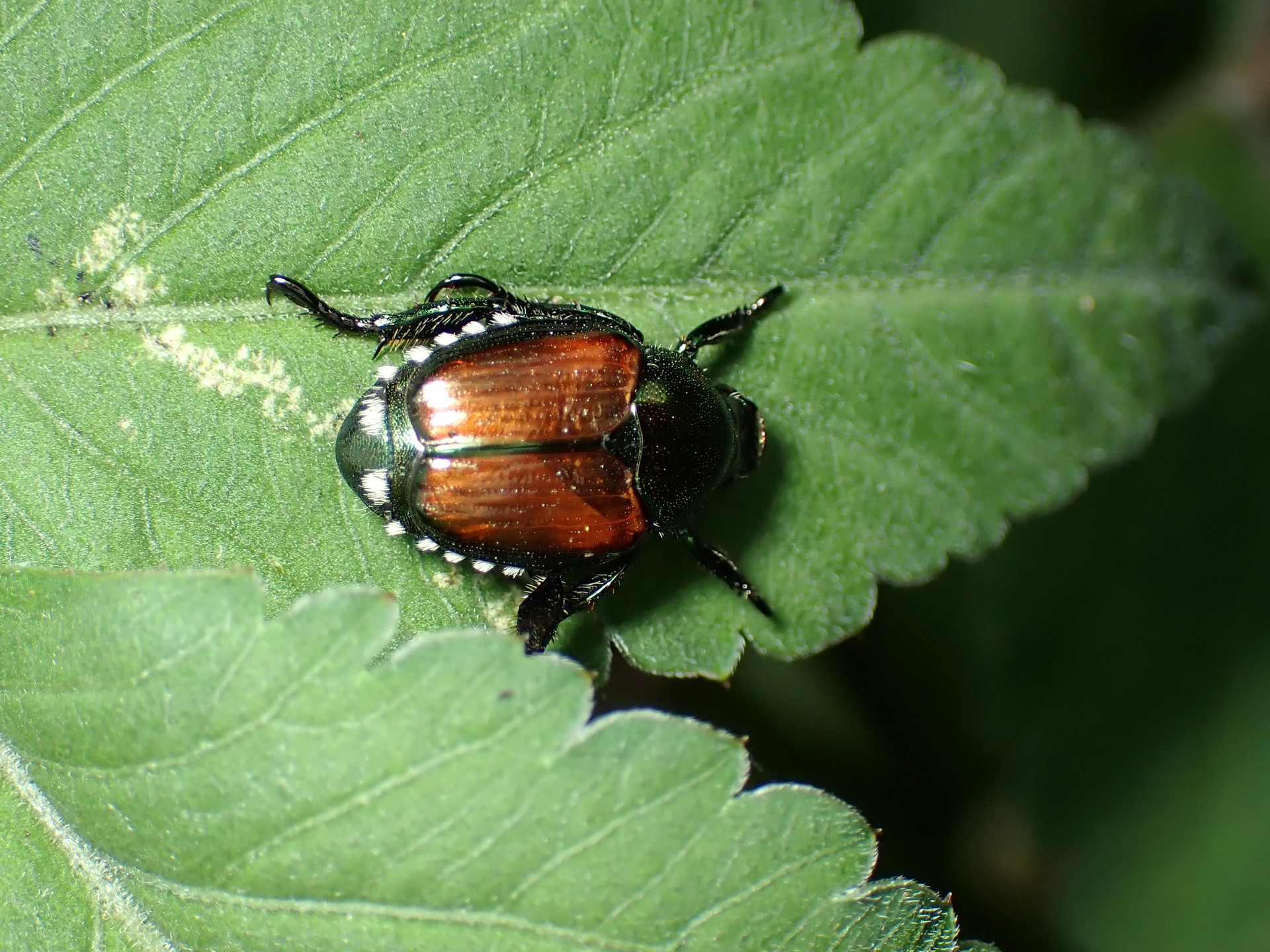 マメコガネ の高画質写真です。横浜市で、2024年7月31日に撮影したものです。
