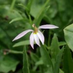 ミゾカクシ の高画質写真です。横浜市で、2024年7月27日に撮影したものです。