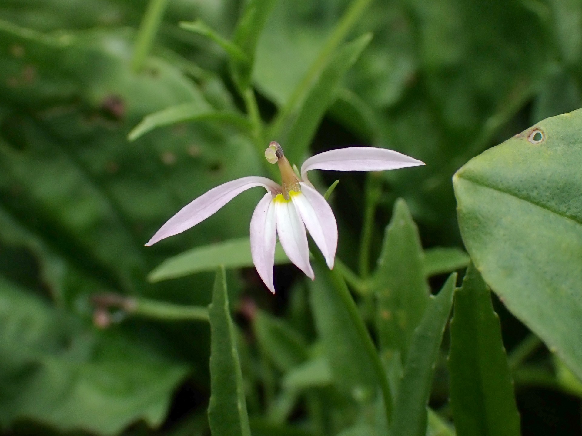 ミゾカクシ の高画質写真です。横浜市で、2024年7月27日に撮影したものです。