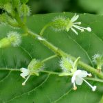 ミズタマソウ の高画質写真です。横浜市で、2024年7月15日に撮影したものです。