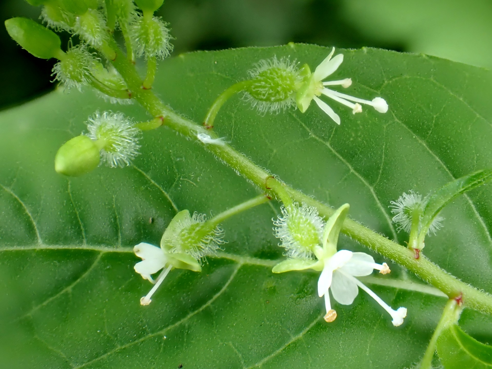 ミズタマソウ の高画質写真です。横浜市で、2024年7月15日に撮影したものです。