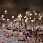 モジホコリの仲間 の高画質写真です。横浜市で、2024年7月3日に撮影したものです。