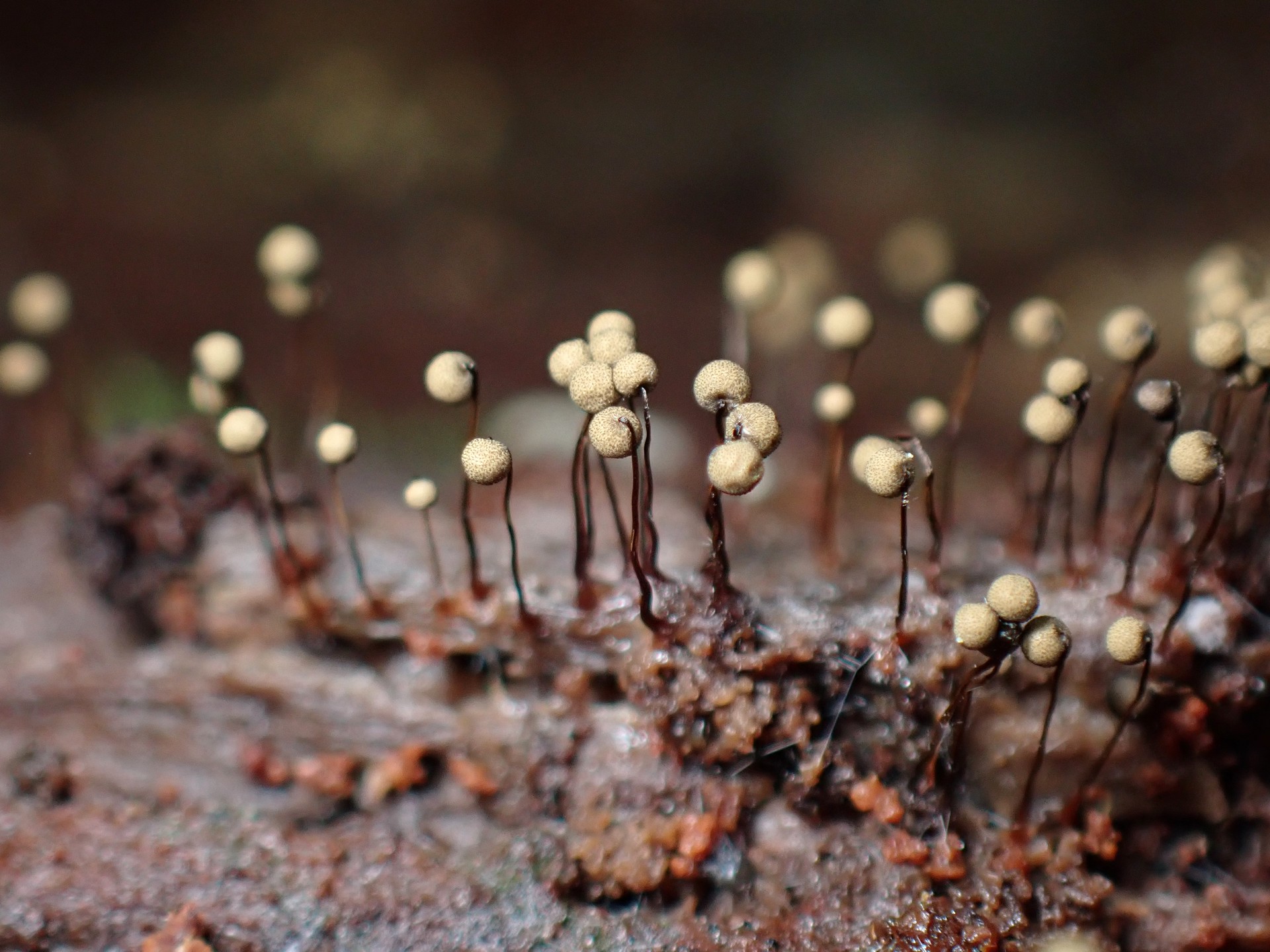 モジホコリの仲間 の高画質写真です。横浜市で、2024年7月3日に撮影したものです。