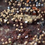 モジホコリの仲間の高画質写真です。横浜市で、2024年7月10日に撮影したものです。