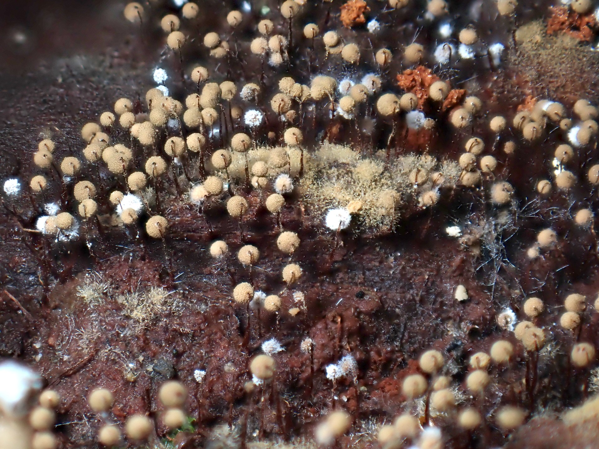 モジホコリの仲間の高画質写真です。横浜市で、2024年7月10日に撮影したものです。