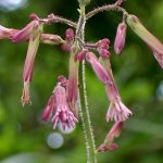 ムラサキニガナ の高画質写真です。横浜市で、2024年7月3日に撮影したものです。