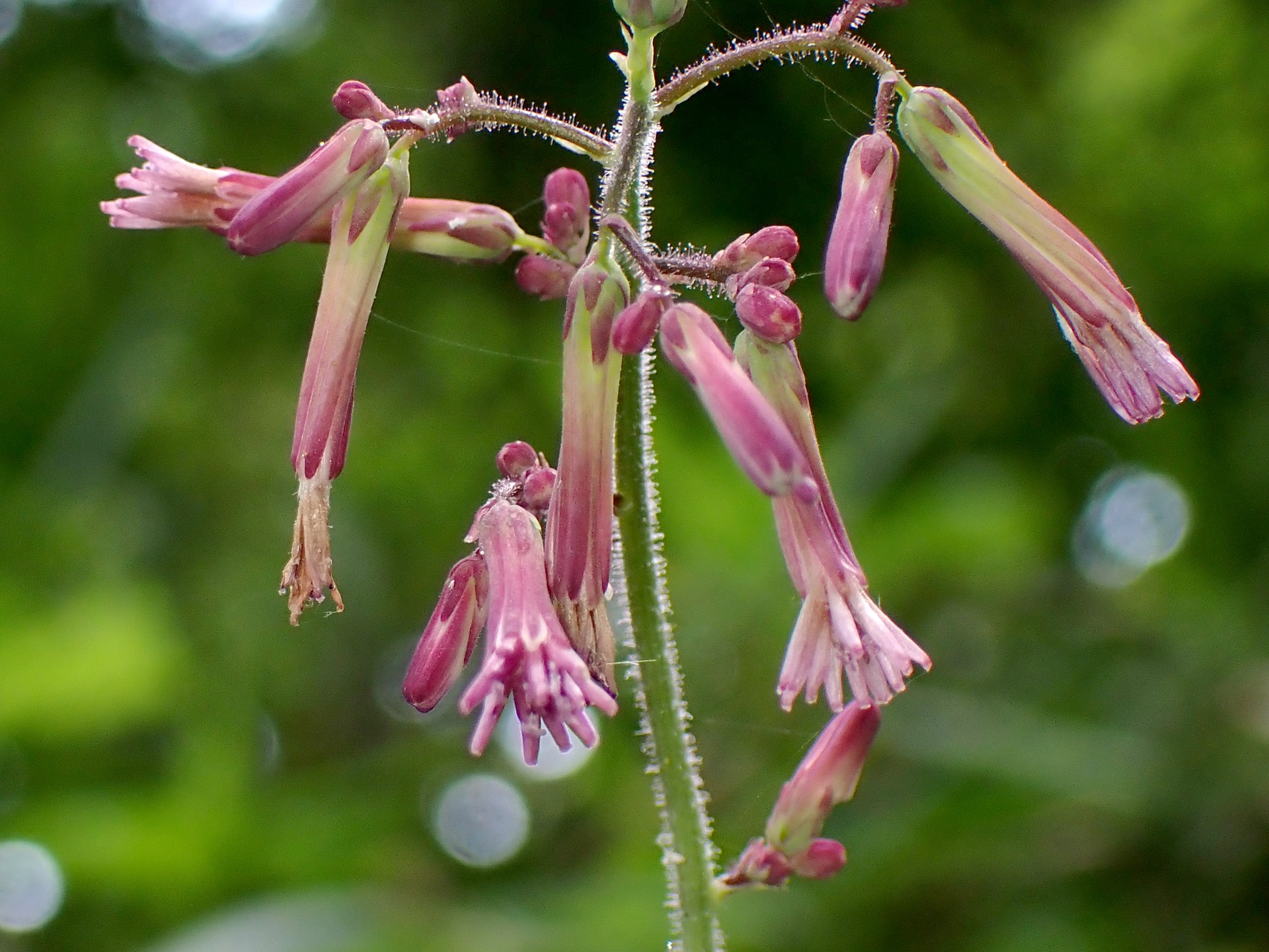 ムラサキニガナ の高画質写真です。横浜市で、2024年7月3日に撮影したものです。