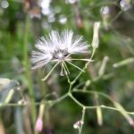 ムラサキニガナの綿毛 の高画質写真です。横浜市で、2024年7月2日に撮影したものです。