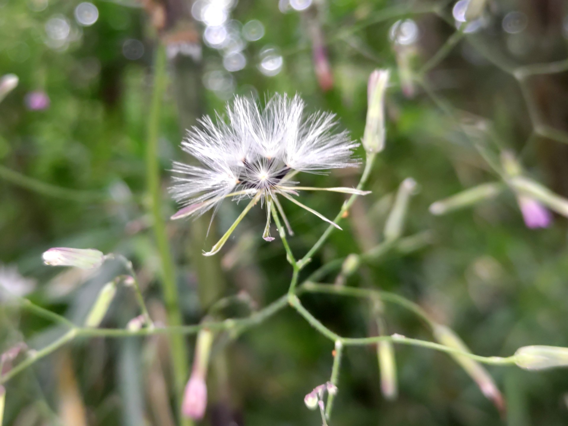 ムラサキニガナの綿毛 の高画質写真です。横浜市で、2024年7月2日に撮影したものです。