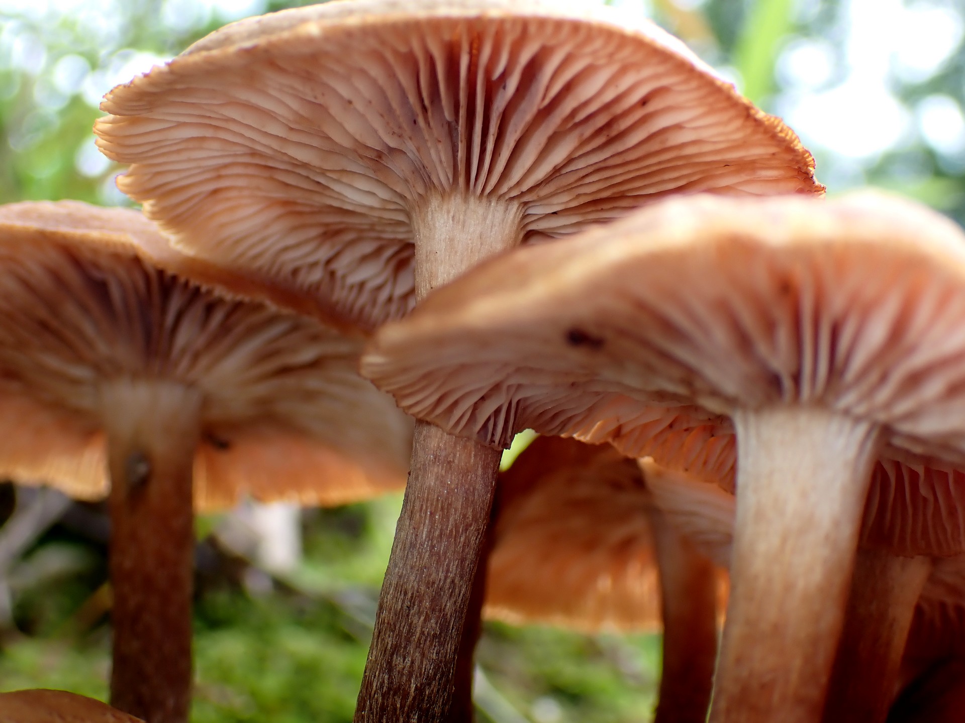 ナラタケモドキの高画質写真です。横浜市で、2024年7月13日に撮影したものです。