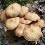 ナラタケモドキの高画質写真です。横浜市で、2024年7月13日に撮影したものです。