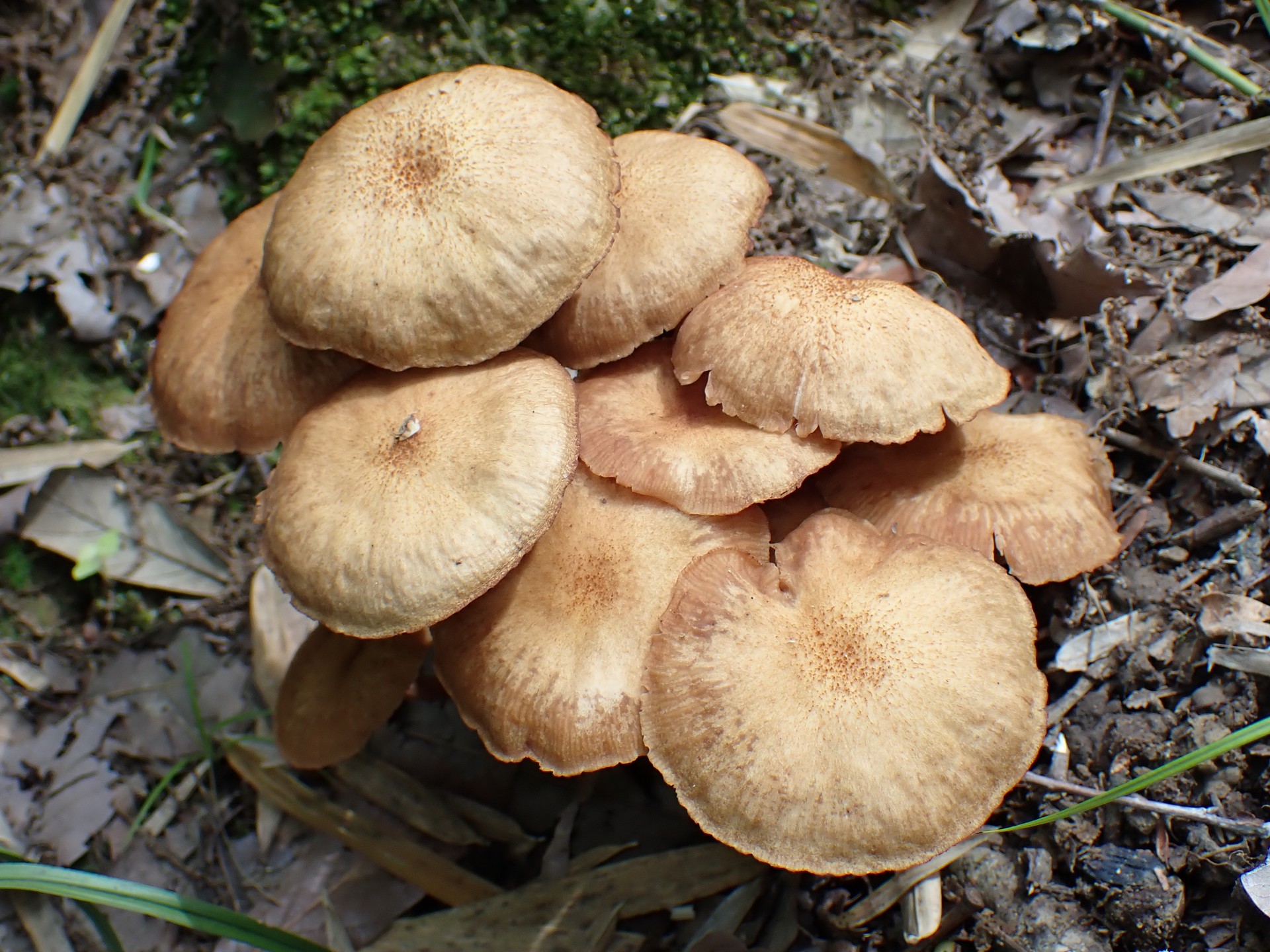 ナラタケモドキの高画質写真です。横浜市で、2024年7月13日に撮影したものです。