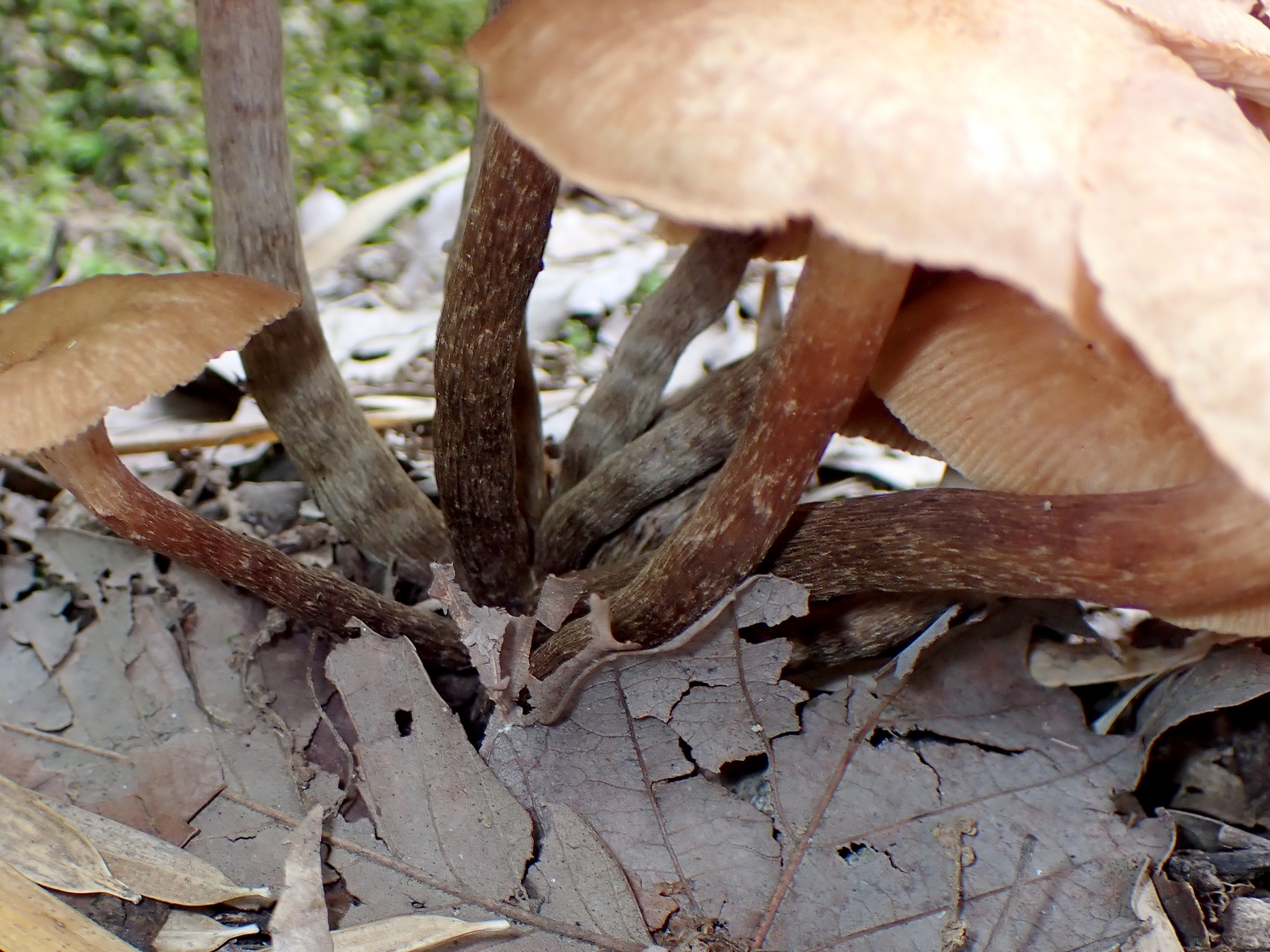 ナラタケモドキの高画質写真です。横浜市で、2024年7月13日に撮影したものです。
