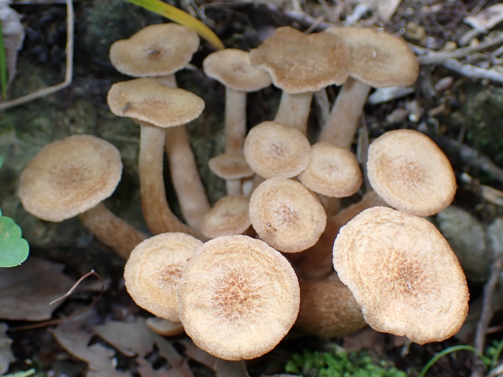 ナラタケモドキの高画質写真です。横浜市で、2024年7月13日に撮影したものです。