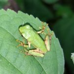 ニホンアマガエル の高画質写真です。横浜市で、2024年7月2日に撮影したものです。