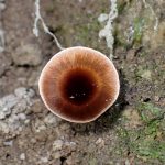 ニッケイタケ の高画質写真です。横浜市で、2024年7月3日に撮影したものです。