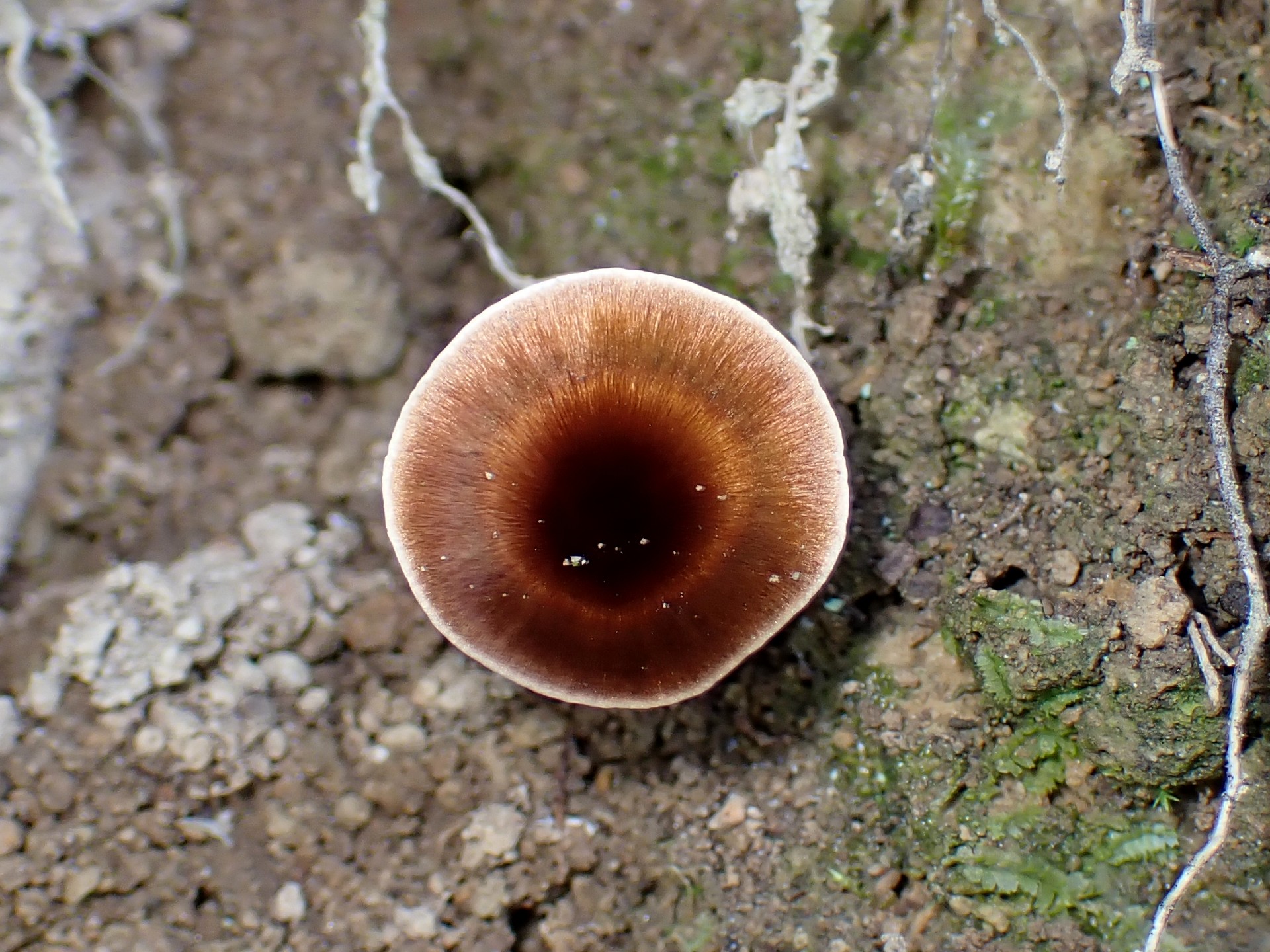 ニッケイタケ の高画質写真です。横浜市で、2024年7月3日に撮影したものです。