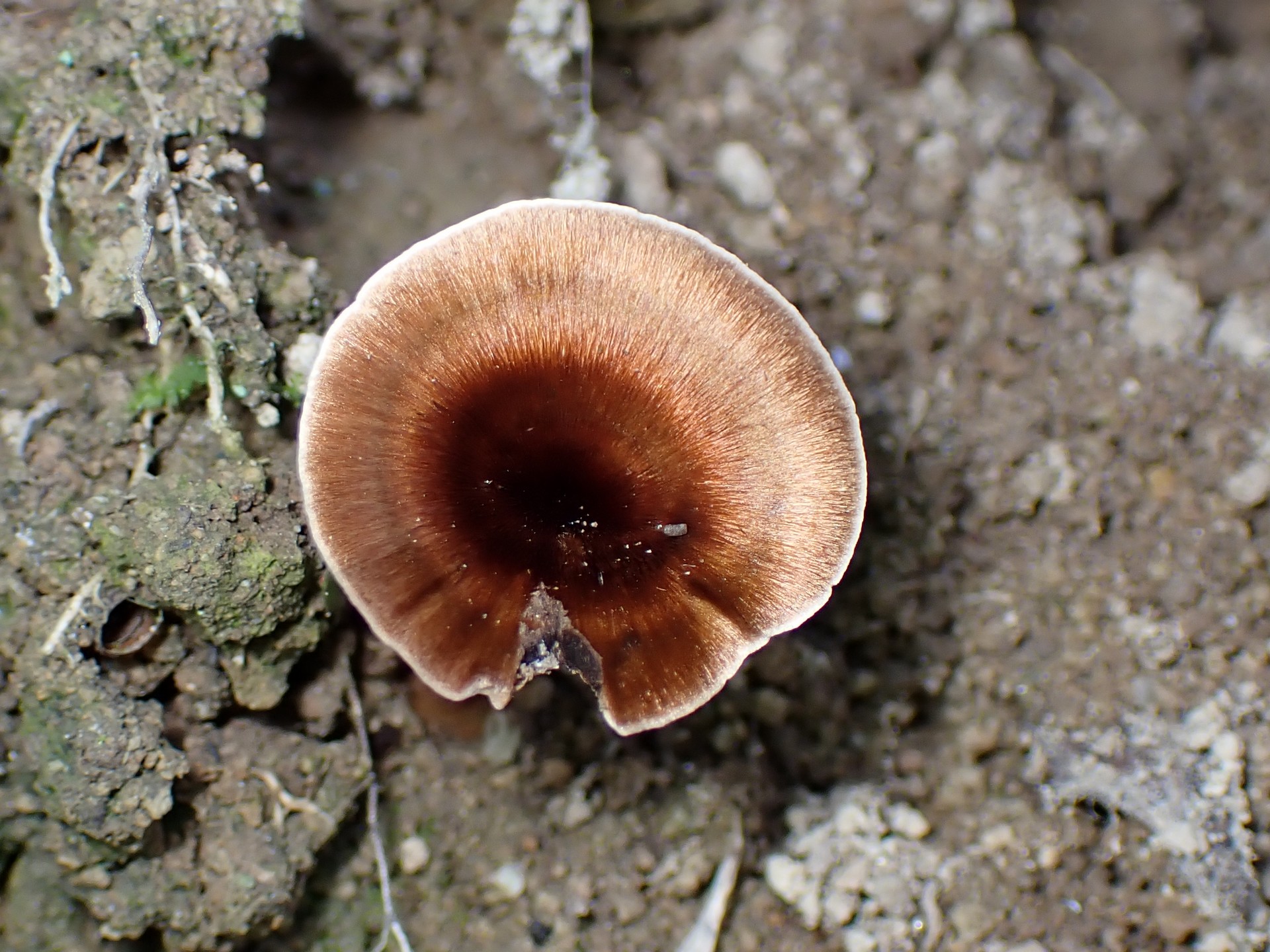 ニッケイタケ の高画質写真です。横浜市で、2024年7月3日に撮影したものです。