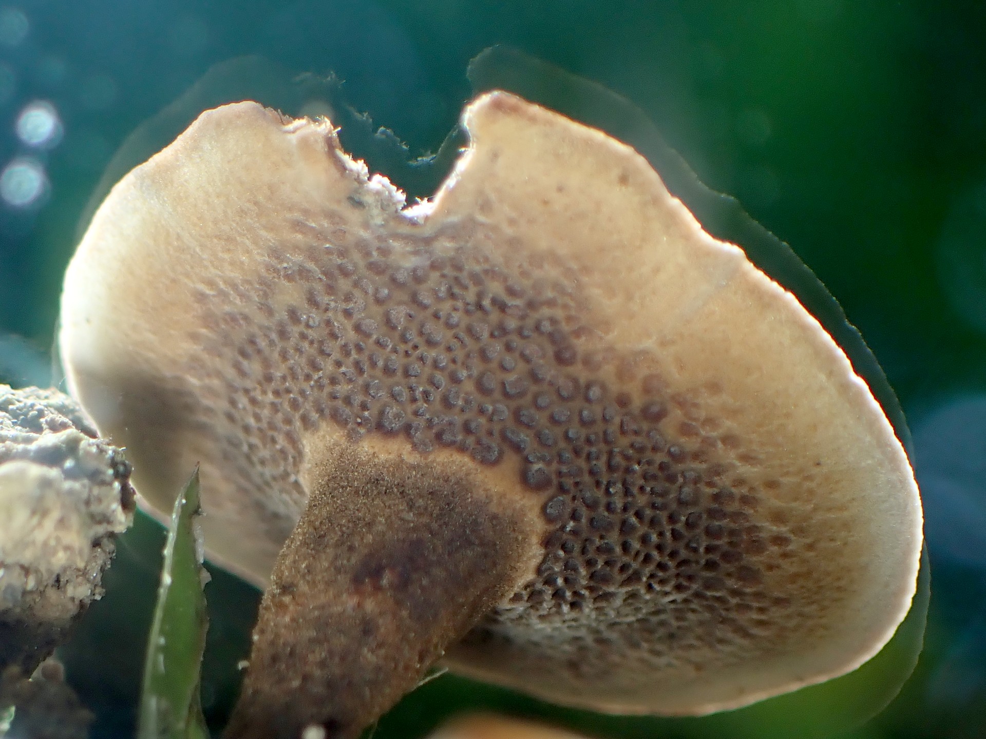 ニッケイタケ の高画質写真です。横浜市で、2024年7月3日に撮影したものです。