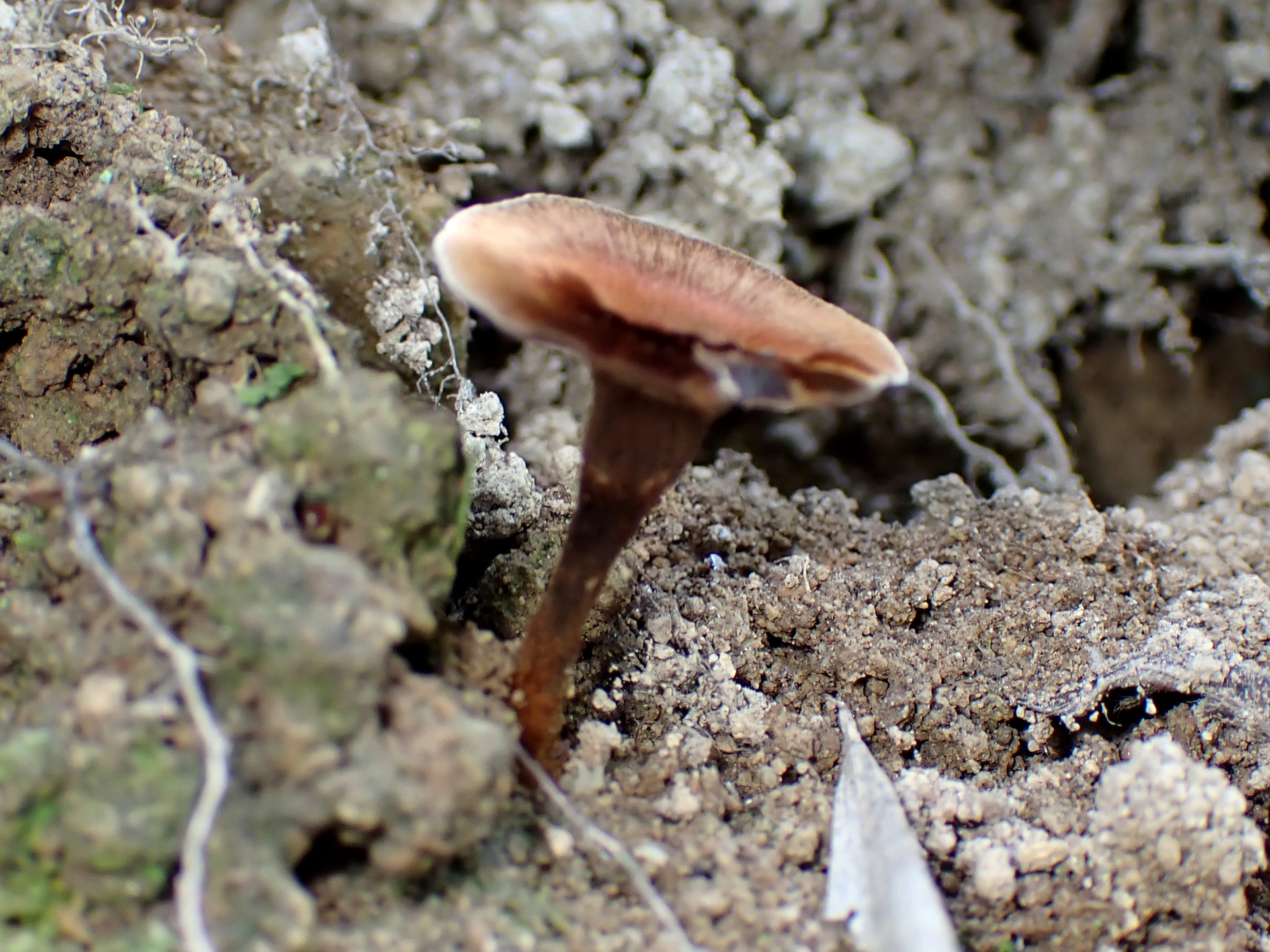 ニッケイタケ の写真です。横浜市で、2024年7月3日に撮影したものです。