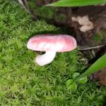 ニオイコベニタケの高画質写真です。横浜市で、2024年7月2日に撮影したものです。