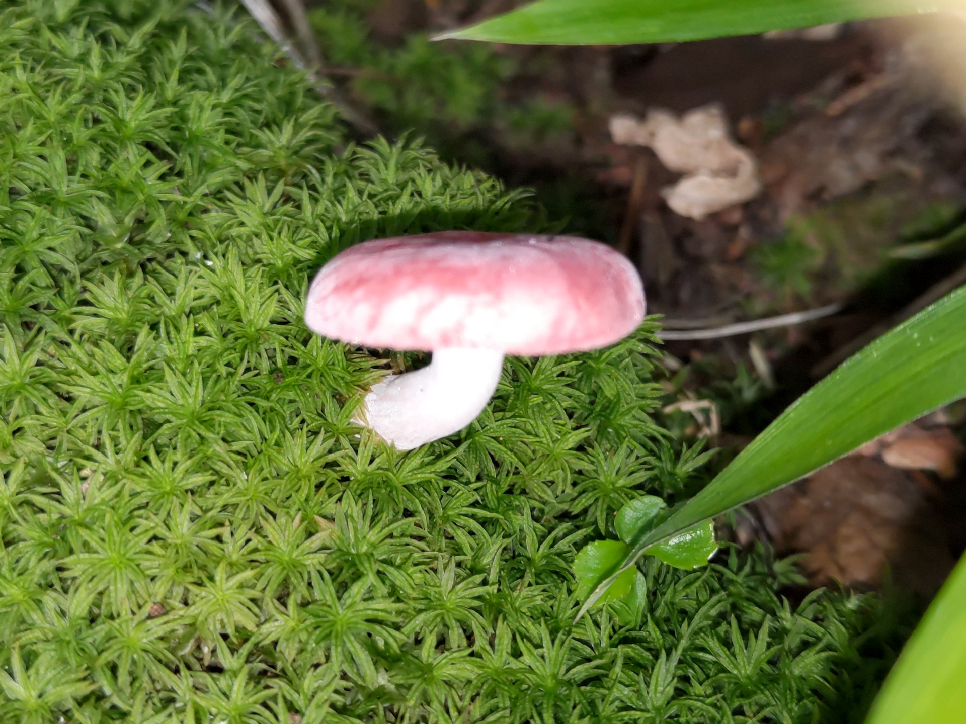 ニオイコベニタケの高画質写真です。横浜市で、2024年7月2日に撮影したものです。