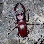 ノコギリクワガタの高画質写真です。横浜市で、2024年7月23日に撮影したものです。