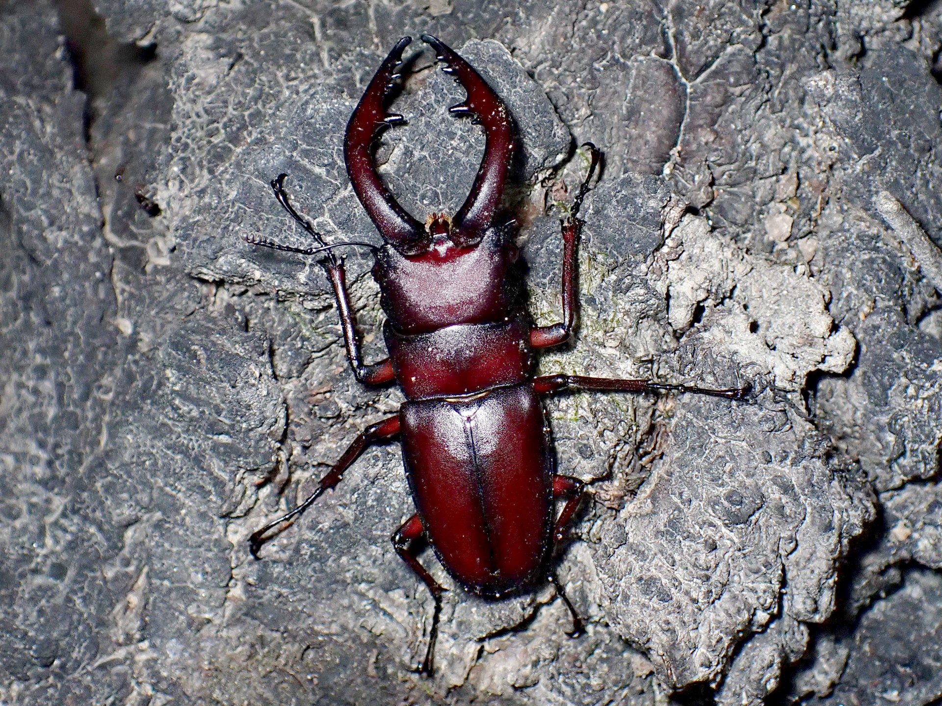 ノコギリクワガタの高画質写真です。横浜市で、2024年7月23日に撮影したものです。