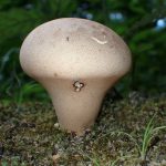 ノウタケ の高画質写真です。横浜市で、2024年7月26日に撮影したものです。