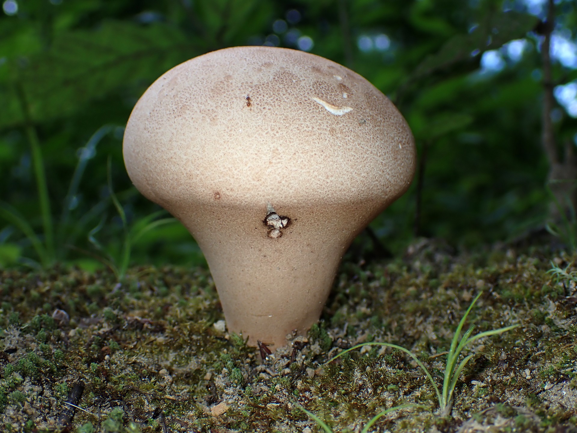 ノウタケ の高画質写真です。横浜市で、2024年7月26日に撮影したものです。