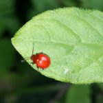 オオアカマルノミハムシの写真です。横浜市で、2024年7月2日に撮影したものです。