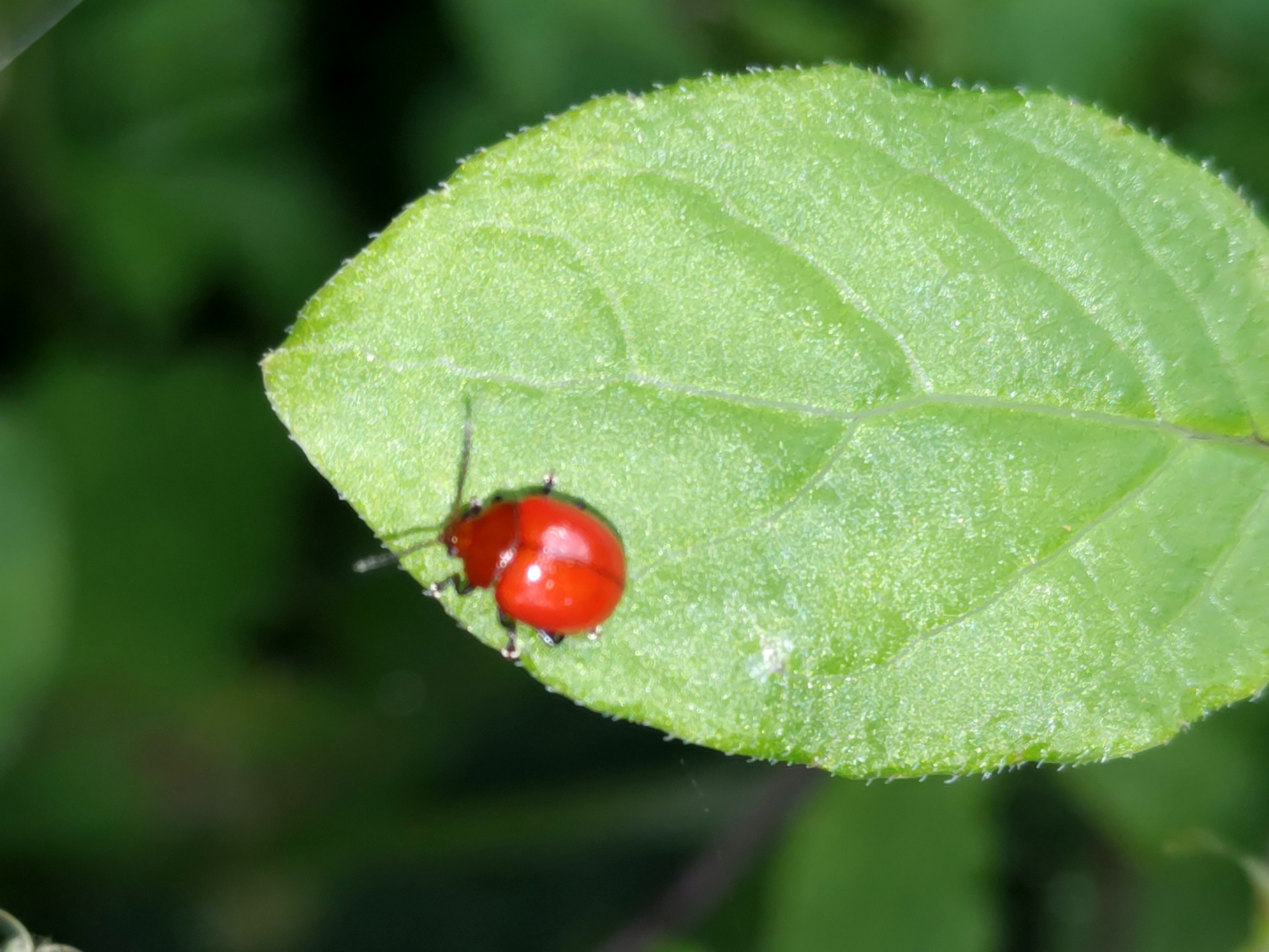 オオアカマルノミハムシの写真です。横浜市で、2024年7月2日に撮影したものです。