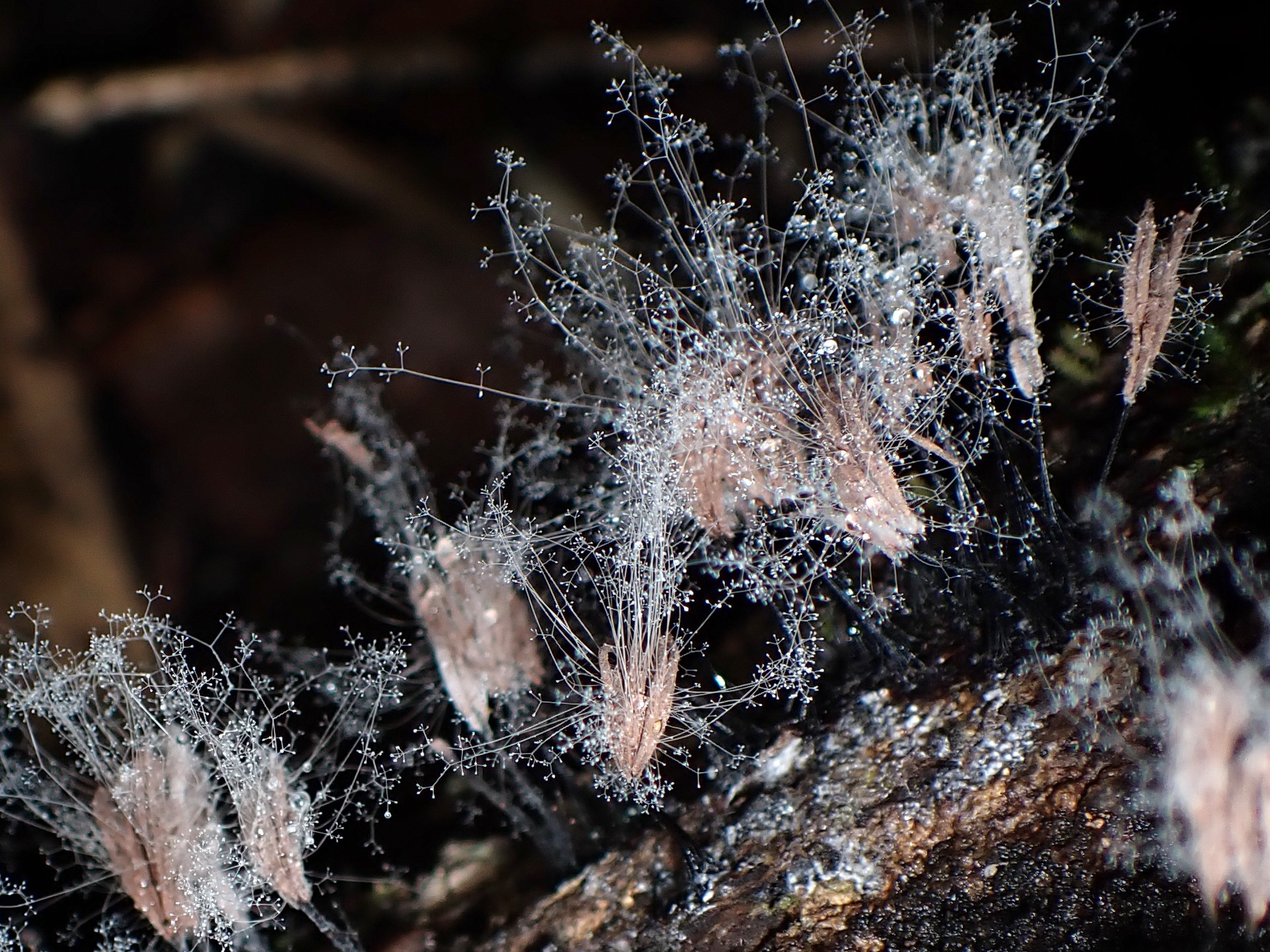 サビムラサキホコリに寄生した？ケカビ の高画質写真です。横浜市で、2024年7月15日に撮影したものです。