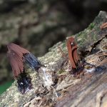 サビムラサキホコリの高画質写真です。横浜市で、2024年7月10日に撮影したものです。