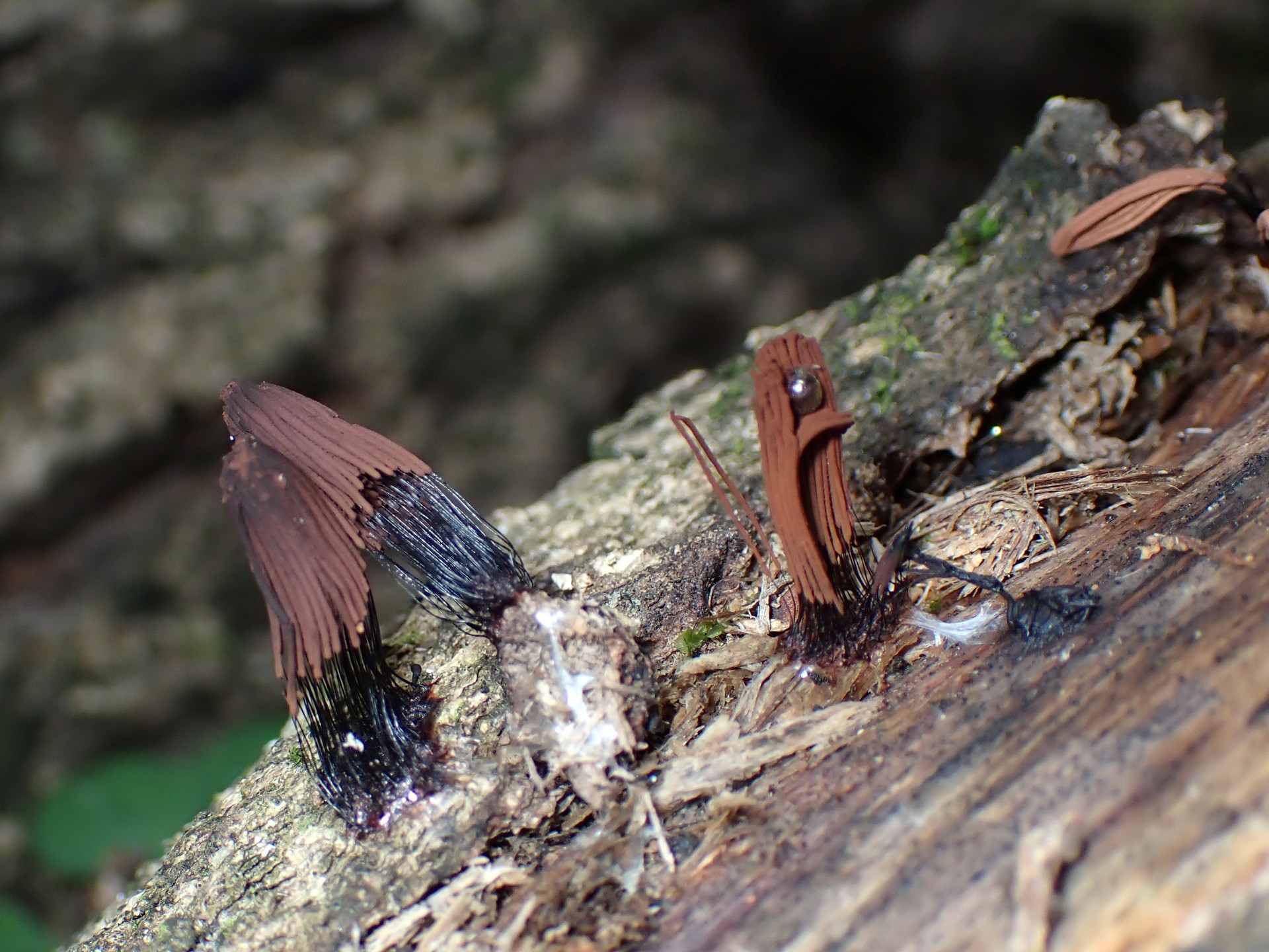 サビムラサキホコリの高画質写真です。横浜市で、2024年7月10日に撮影したものです。