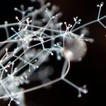 サビムラサキホコリに寄生した？ケカビ の拡大高画質写真です。横浜市で、2024年7月15日に撮影したものです。