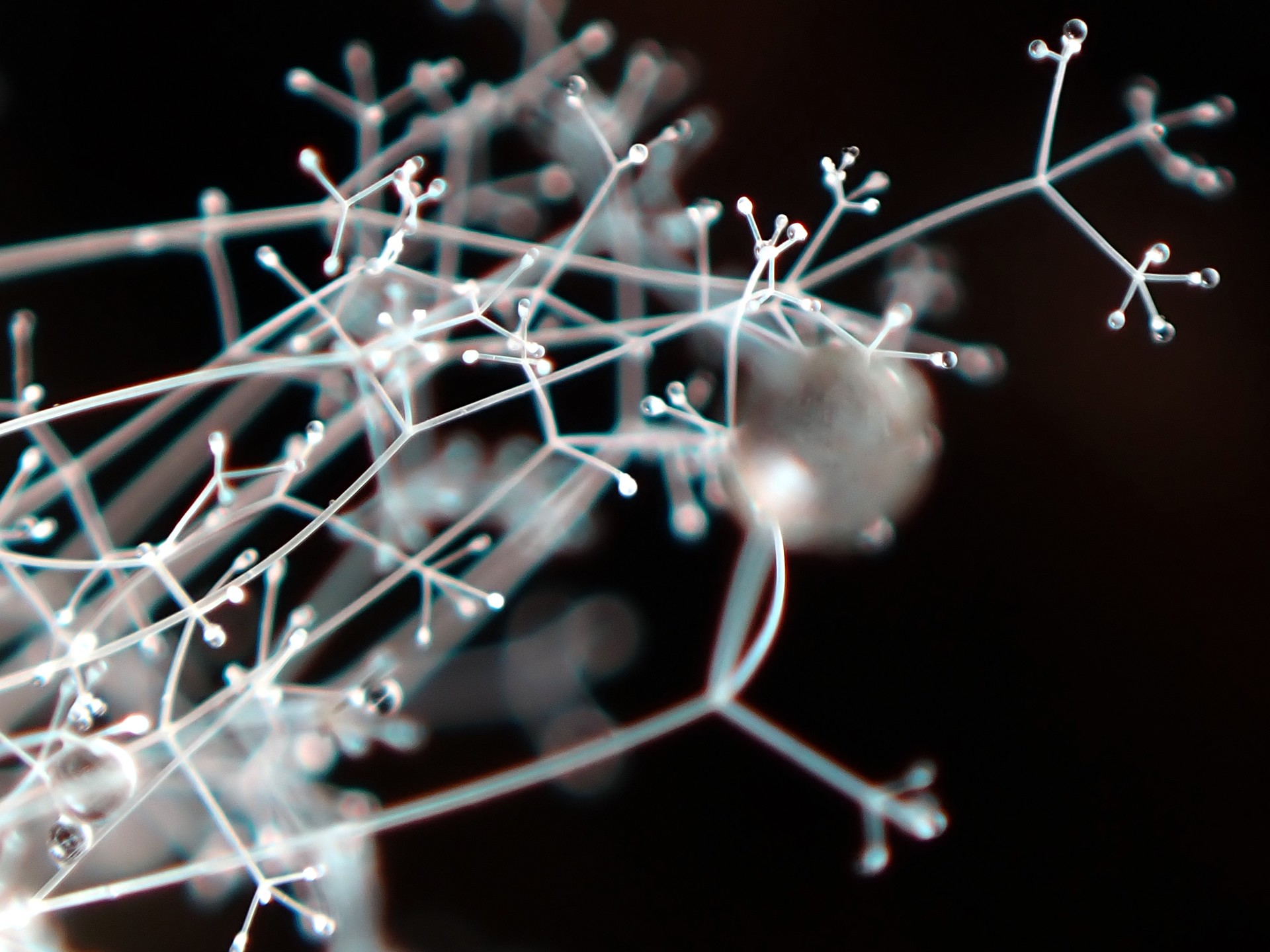 サビムラサキホコリに寄生した？ケカビ の拡大高画質写真です。横浜市で、2024年7月15日に撮影したものです。