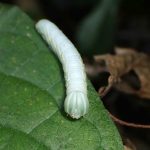 セダカシャチホコの幼虫 の高画質写真です。横浜市で、2024年7月5日に撮影したものです。