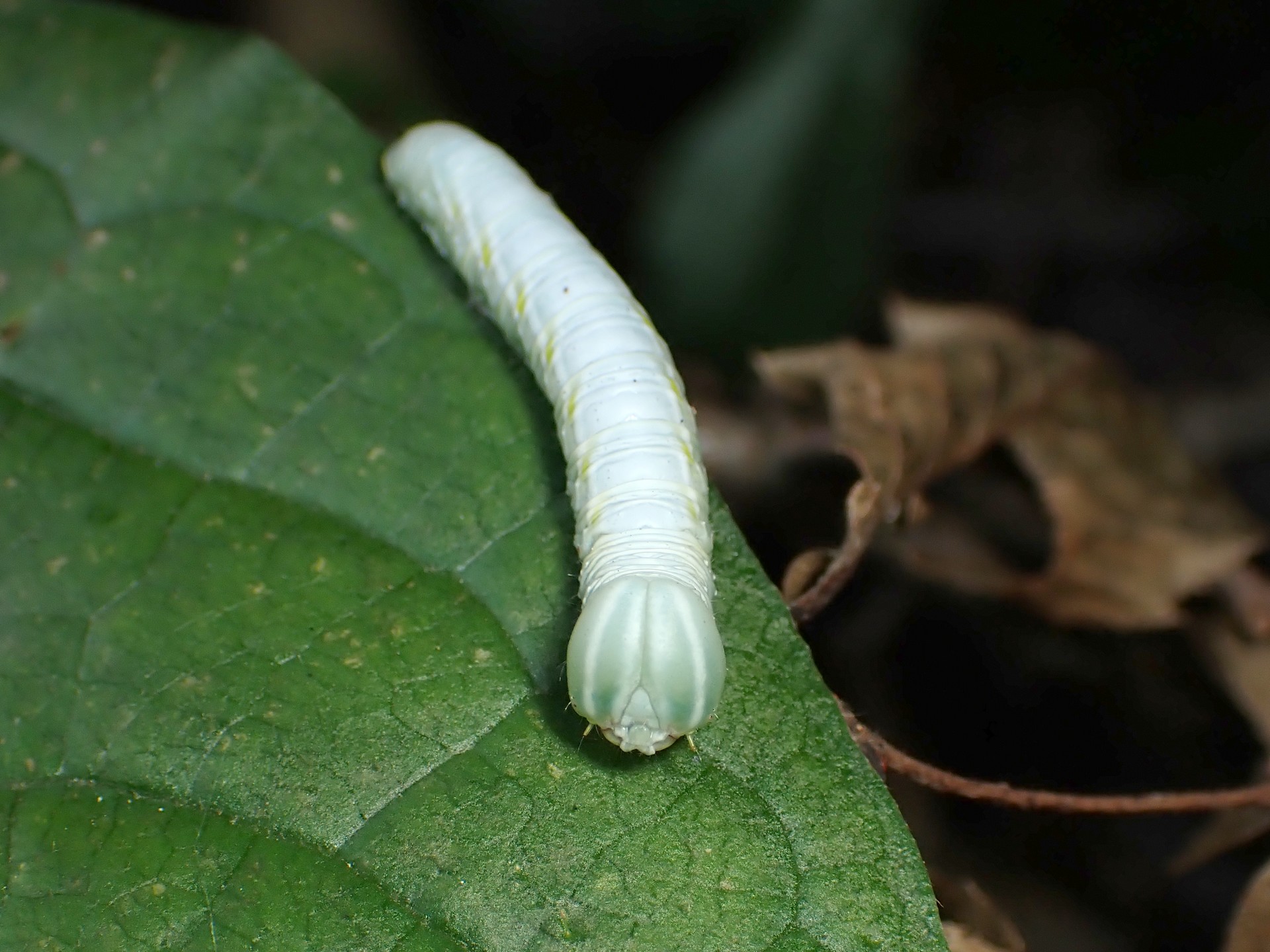 セダカシャチホコの幼虫 の高画質写真です。横浜市で、2024年7月5日に撮影したものです。