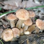 シメジの仲間の高画質写真です。横浜市で、2024年7月2日に撮影したものです。