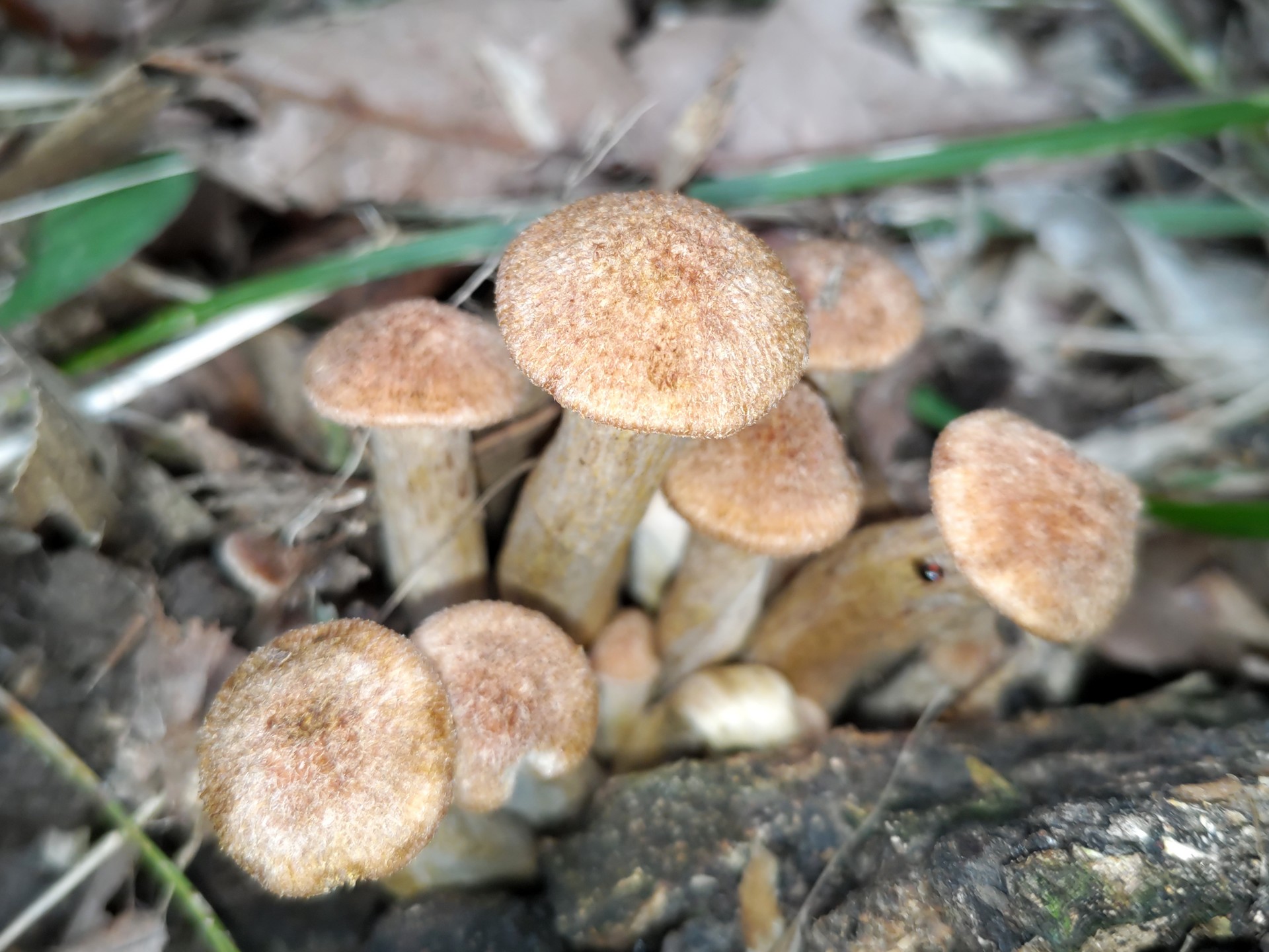 シメジの仲間の高画質写真です。横浜市で、2024年7月2日に撮影したものです。